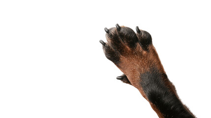dog paw transparent background