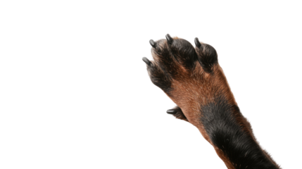 dog paw transparent background