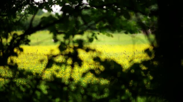 A yellow field in the British countryside through a hedge with blowing leaves