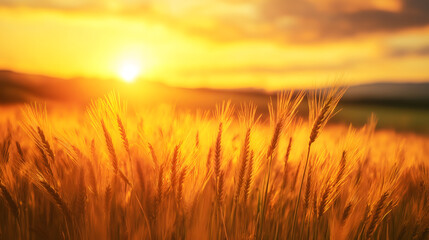 Fototapeta premium Golden wheat field swaying gently under a warm sunset, capturing the essence of harvest