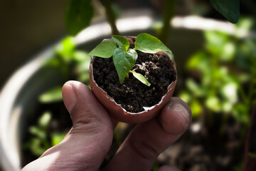 Planting chili plants in chicken egg shells