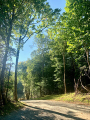 dirt road in the woods