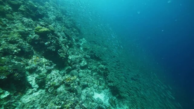 Sardines school swims above rocky bottom in clear ocean