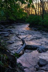 Fallen log lying in a stream in the forest, with water gently flowing at sunset
