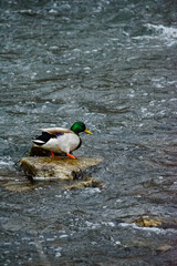 Mallard duck standing on a rock in a stream in the rain