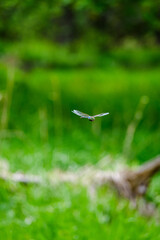 Dragonfly in flight