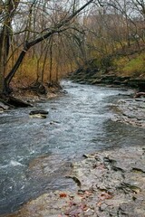 Stream flowing through the woods on a rainy day