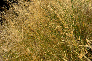 Nature texture of dry late summer grass close-up.