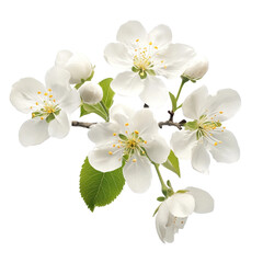 Obraz premium White flowers on cherry blossom branch, cut out - stock png.
