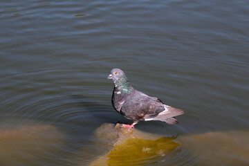 pigeon on the water