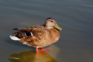 duck on the water