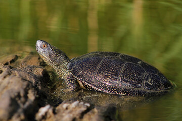 turtle on the ground