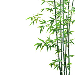 PNG Green bamboo on white background