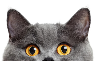 Grey cat with striking yellow eyes looking forward, cut out - stock png.