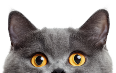 Grey cat with striking yellow eyes looking forward, cut out - stock png.