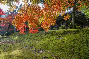 光を浴びて輝くカラフルなモミジの紅葉情景