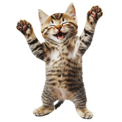 Fototapeta premium PNG Playful kitten joyfully reaching out in excitement