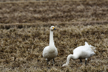早春の田んぼのコハクチョウ