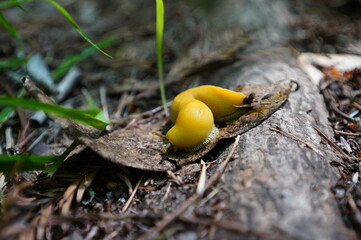 Caterpiller on fallen leaves