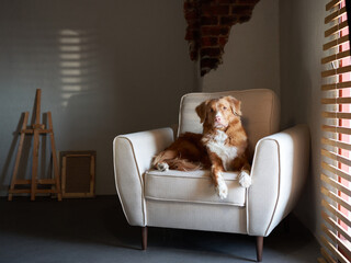 A Nova Scotia Duck Tolling Retriever dog poses gracefully in a chic gray armchair, surrounded by...
