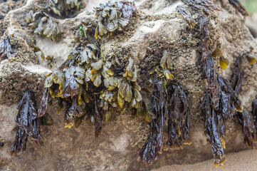 Bladderwrack seaweed or Fucus vesiculosus