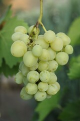 Delicious green grapes growing in vineyard, closeup