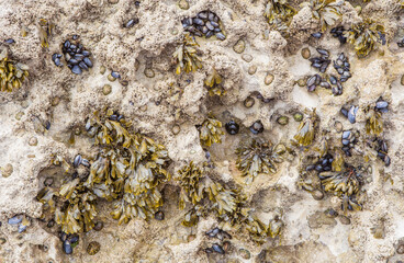 Bladderwrack seaweed or Fucus vesiculosus