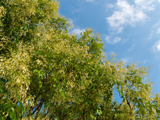 青空と花を咲かせたシマトネリコ