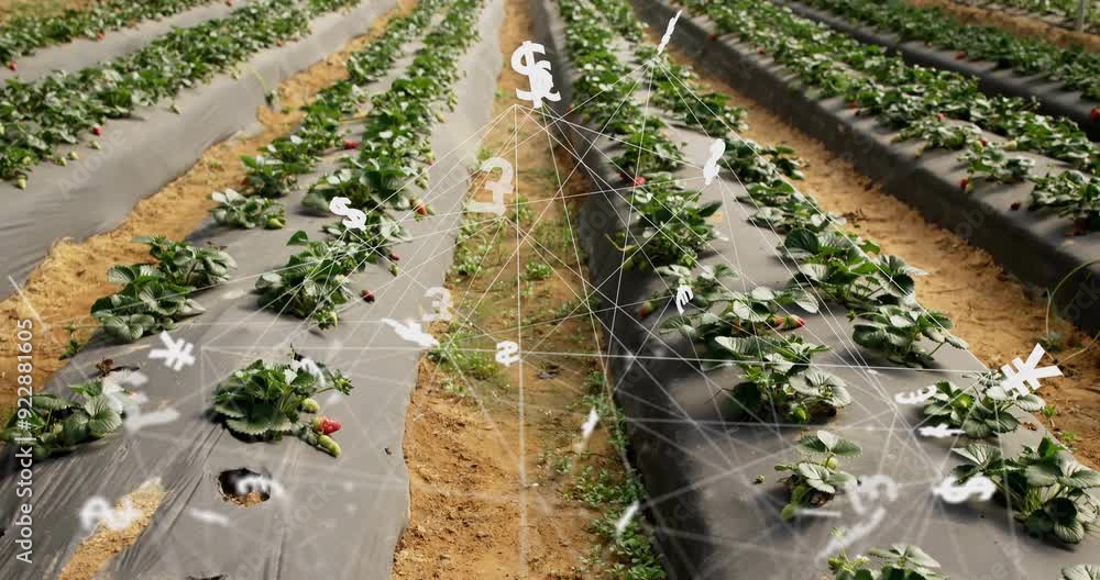 Poster financial symbols and network connections animation over rows of crops in field