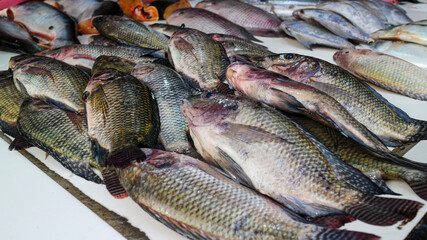 A close up of fresh fish on display at a market. Fresh Fish at the Market. Freshly caught fish at the market ready for sale.