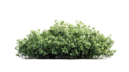Obraz premium Bush transparent background