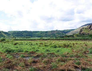 フィジーのラウトカ近郊のサトウキビ畑