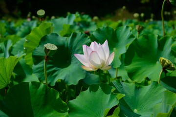 Fototapeta premium Scenery with white lotus flowers in summer in August