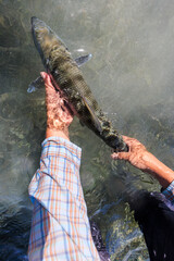 A bonefish caught while fly fishing in Belize 