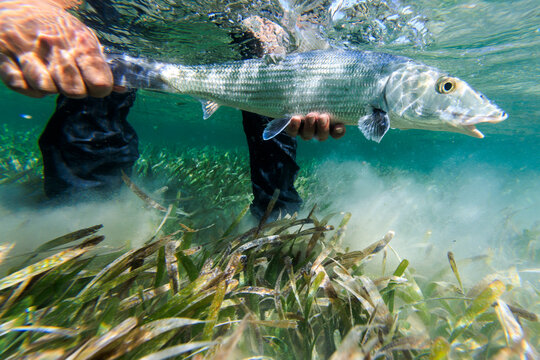 A bonefish caught while fly fishing in Belize 
