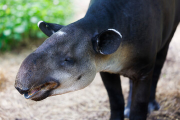 Tapir Walks Through The