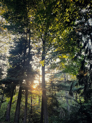 Obraz premium Northern Michigan Forest