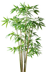 Naklejka premium Green bamboo plant in a bright indoor setting, cut out - stock png.