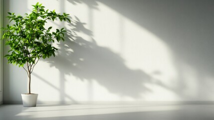 Obraz premium Empty Room With White Walls And Tree Shadows, Sunlight Warming The Space