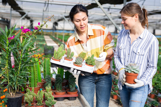 Two female florists growing ornamental plants working in greenhouse, checking various potted cacti
