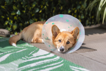 Adorable Pembroke Welsh Corgi puppy laying outside wearing the cone of shame after getting spayed
