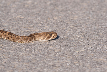 Diamondback Rattlesnake 