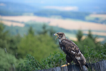 Birds of Prey