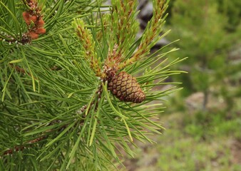 Lodgepole Pine (Pinus contorta) cone on tree branch in Beartooth Mountains, Montana
