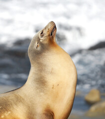 sea lion on the beach