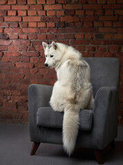 A serene Siberian Husky sits on a grey armchair against a rustic brick backdrop, exuding calm and...