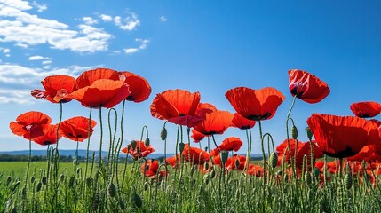 Fototapeta premium Poppy Field Bliss: A vibrant field of red poppies swaying in the gentle breeze, bathed in the warm glow of a summer sky. 