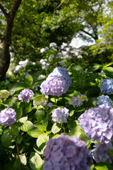 紫陽花