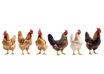 A row of chickens are standing in a line