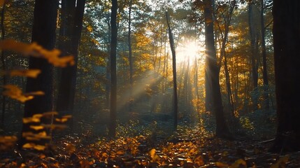 Obraz premium Golden Hour in the Woods: Sunlight streams through the canopy of trees, illuminating a carpet of autumn leaves in a magical display of nature's beauty. 